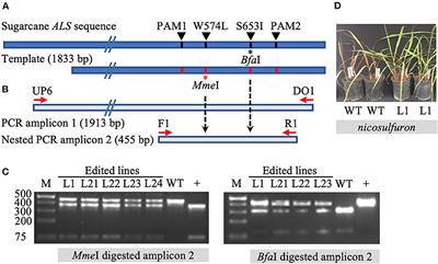 CRISPR/Cas9-Mediated Multi-Allelic Gene Targeting in Sugarcane Confers Herbicide Tolerance